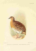 Davis Sergeant Charles S Africa Birds Hottentot Button Quail A4 Photo Print