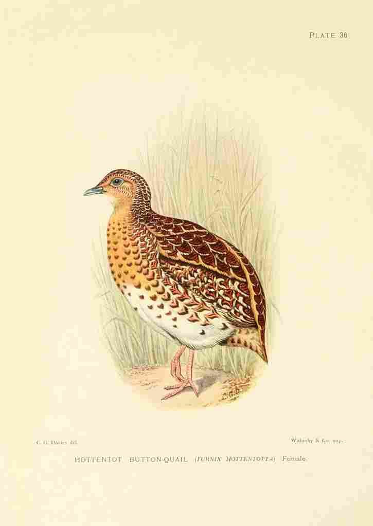 Davis Sergeant Charles S Africa Birds Hottentot Button Quail A4 Photo Print