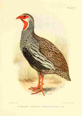 Davis Sergeant Charles S Africa Birds Humboldts Francolin A4 Photo Print