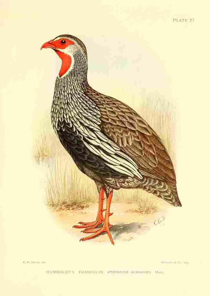 Davis Sergeant Charles S Africa Birds Humboldts Francolin A4 Photo Print