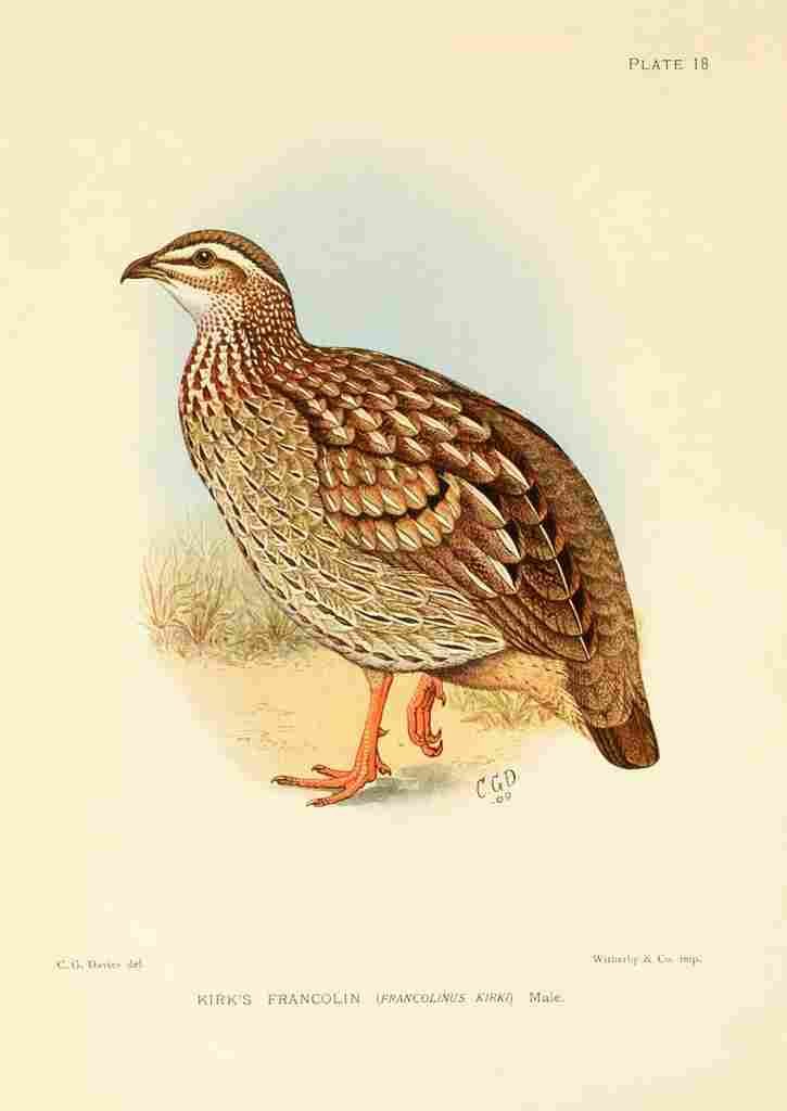 Davis Sergeant Charles S Africa Birds Kirks Francolin A4 Photo Print