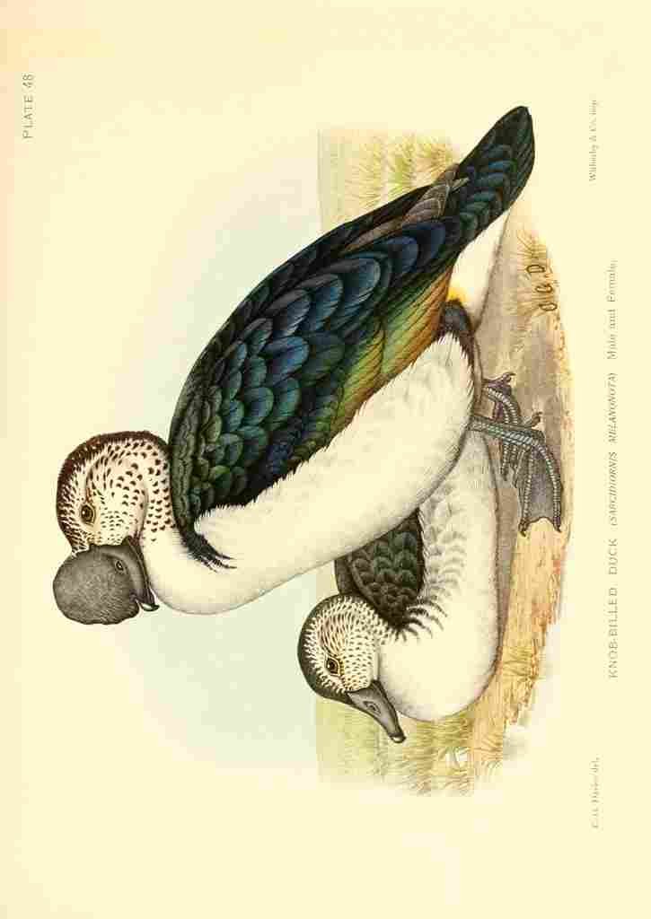 Davis Sergeant Charles S Africa Birds Knob billed Duck A4 Photo Print