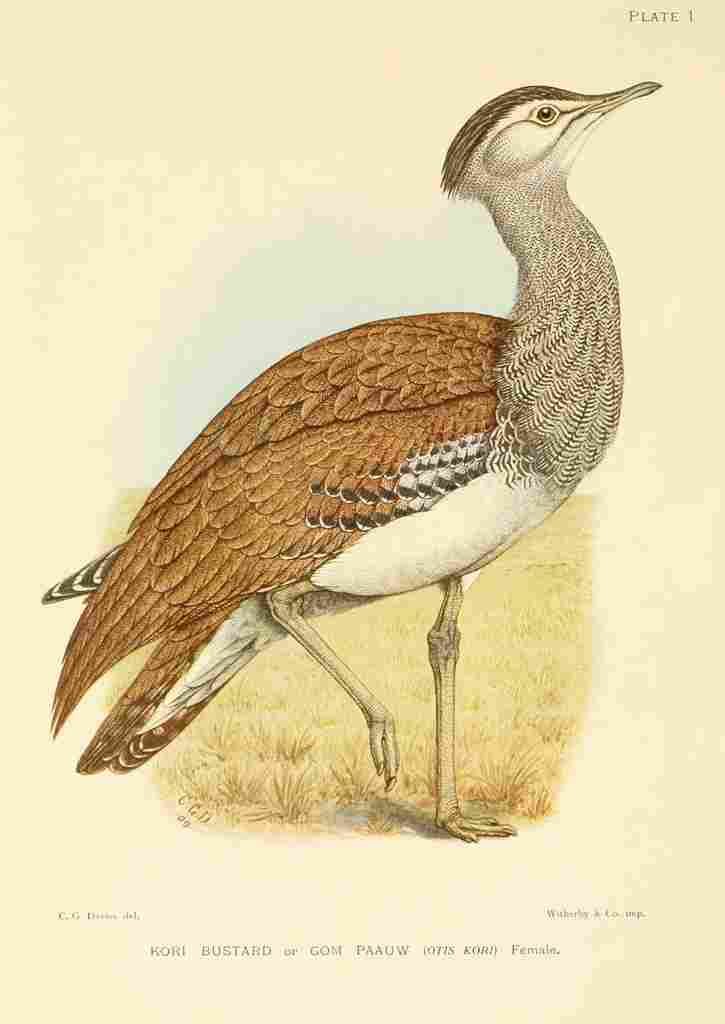 Davis Sergeant Charles S Africa Birds Kori Bustard A4 Photo Print
