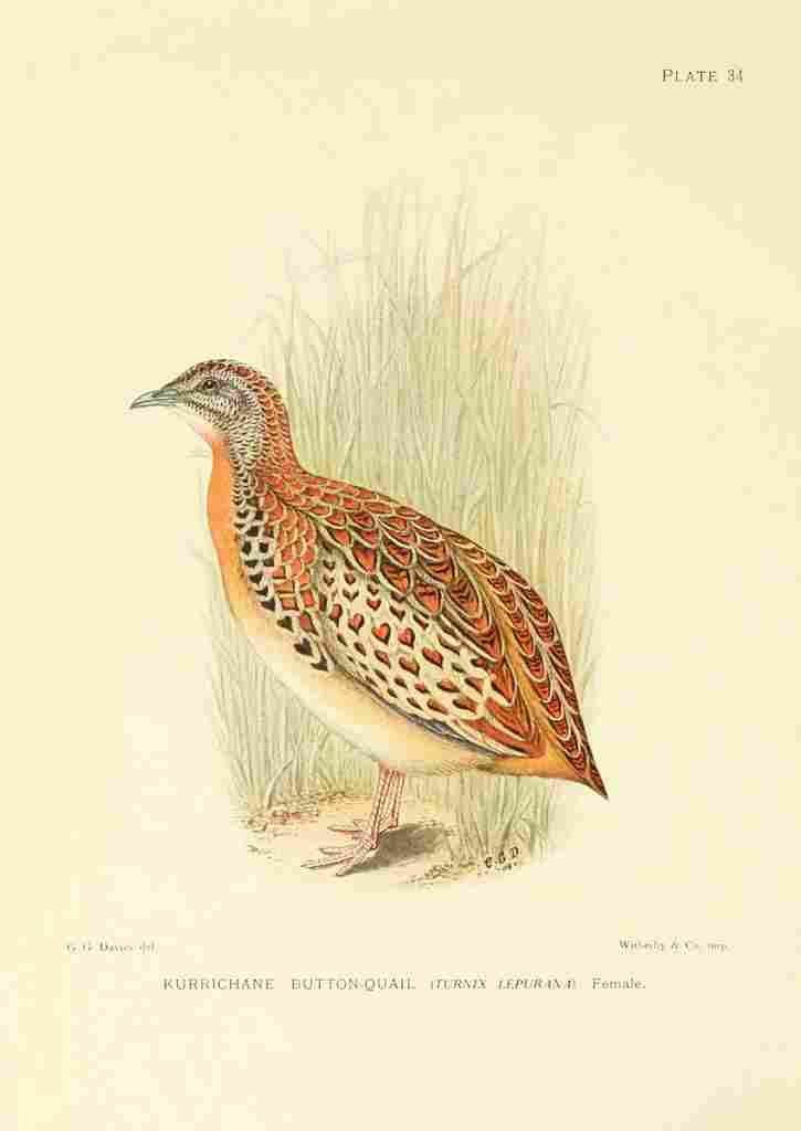 Davis Sergeant Charles S Africa Birds Kurrichane Button Quail A4 Photo Print