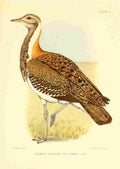 Davis Sergeant Charles S Africa Birds Ludwigs Bustard A4 Photo Print