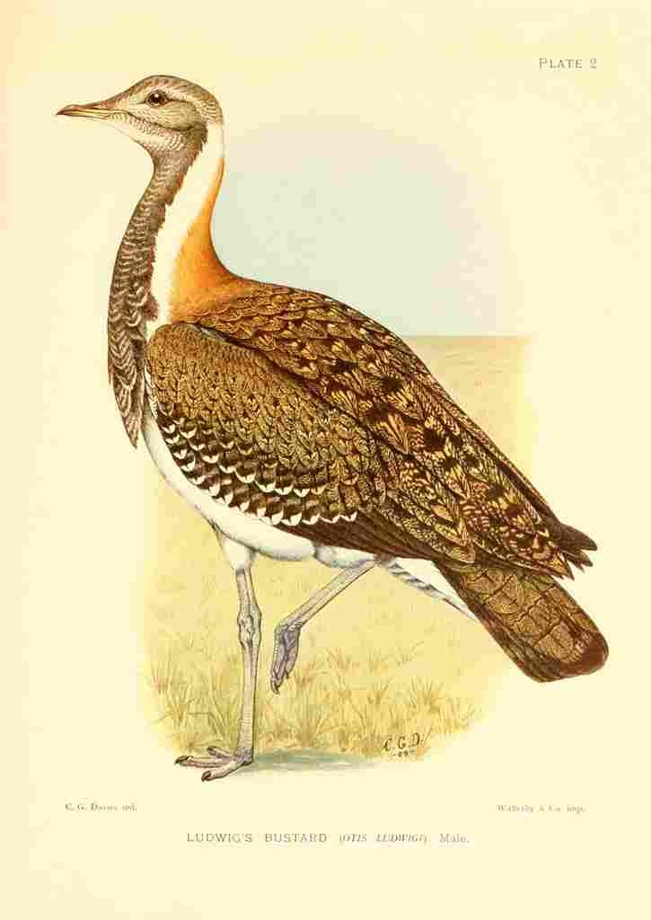 Davis Sergeant Charles S Africa Birds Ludwigs Bustard A4 Photo Print