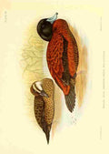 Davis Sergeant Charles S Africa Birds Maccoa Duck A4 Photo Print