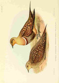 Davis Sergeant Charles S Africa Birds Namaqua Sandgrouse A4 Photo Print
