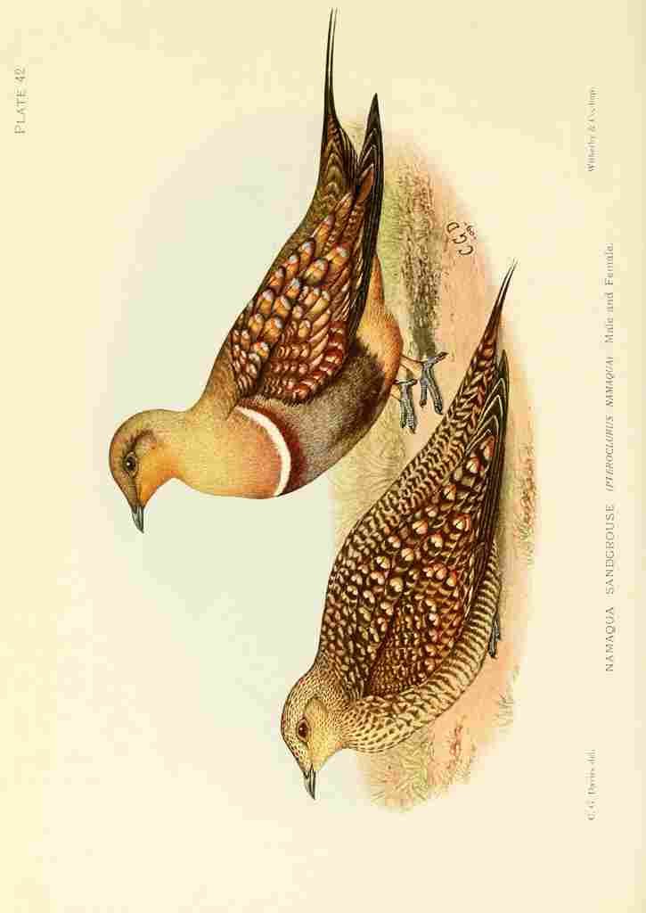 Davis Sergeant Charles S Africa Birds Namaqua Sandgrouse A4 Photo Print