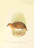 Davis Sergeant Charles S Africa Birds Natal Button Quail A4 Photo Print