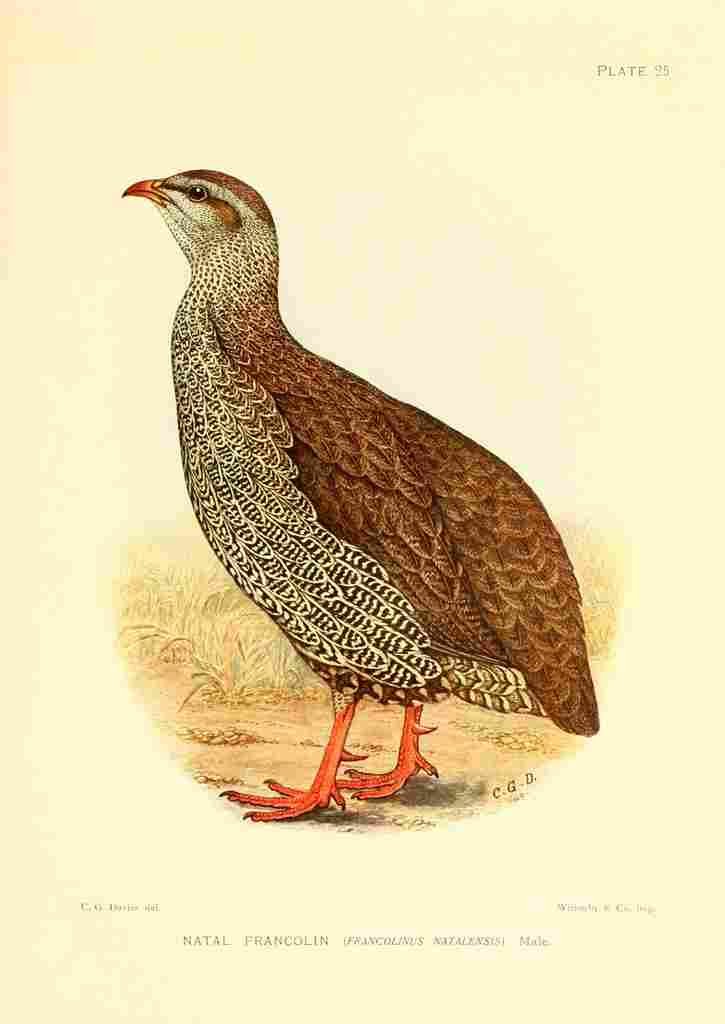 Davis Sergeant Charles S Africa Birds Natal Francolin A4 Photo Print