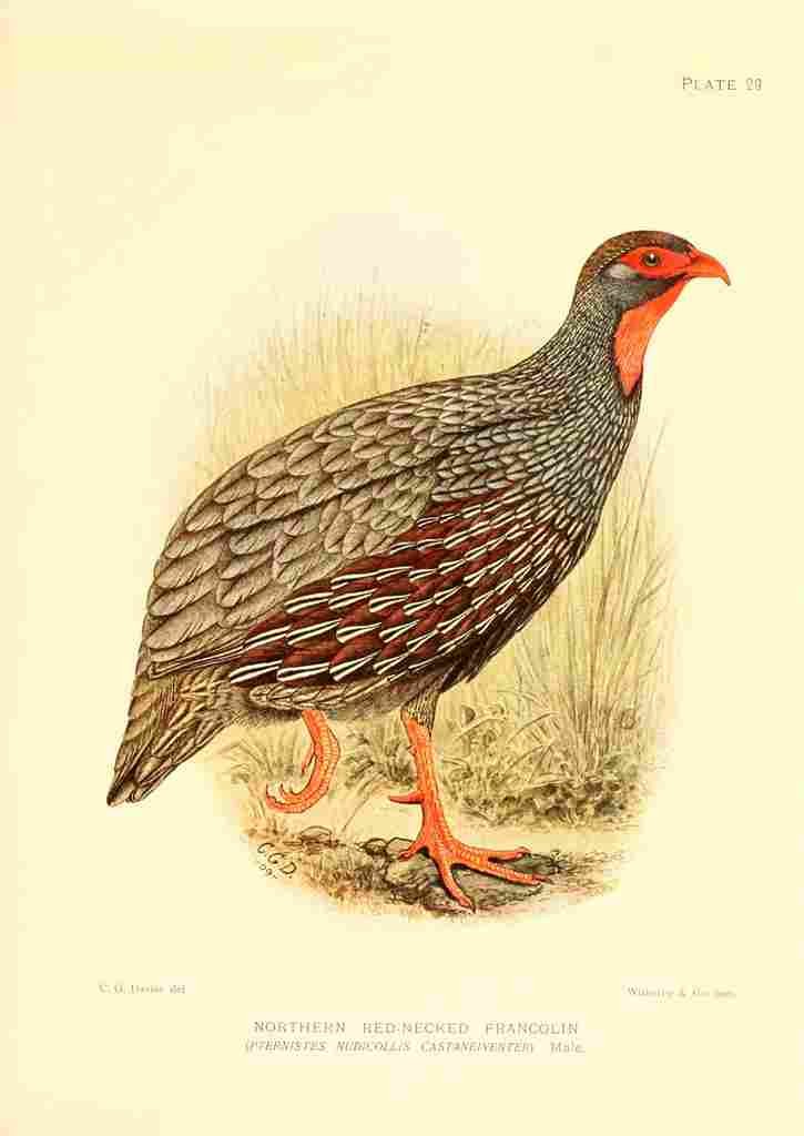 Davis Sergeant Charles S Africa Birds Northern Red necked Francolin A4 Photo Print