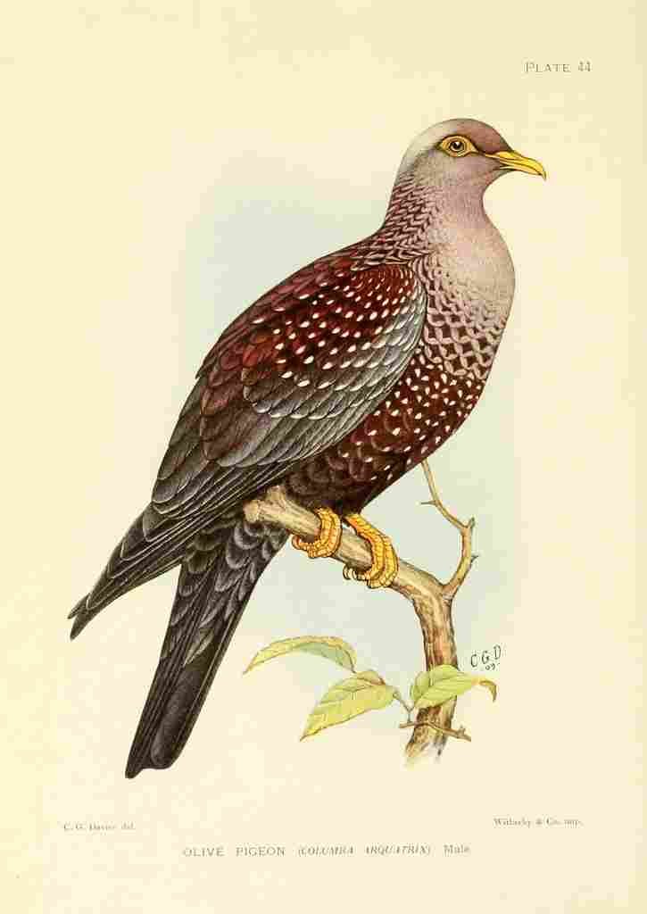 Davis Sergeant Charles S Africa Birds Olive Pigeon A4 Photo Print