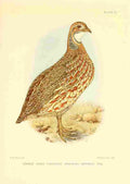 Davis Sergeant Charles S Africa Birds Orange River Francolin A4 Photo Print