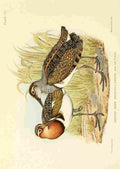 Davis Sergeant Charles S Africa Birds Painted Snipe A4 Photo Print