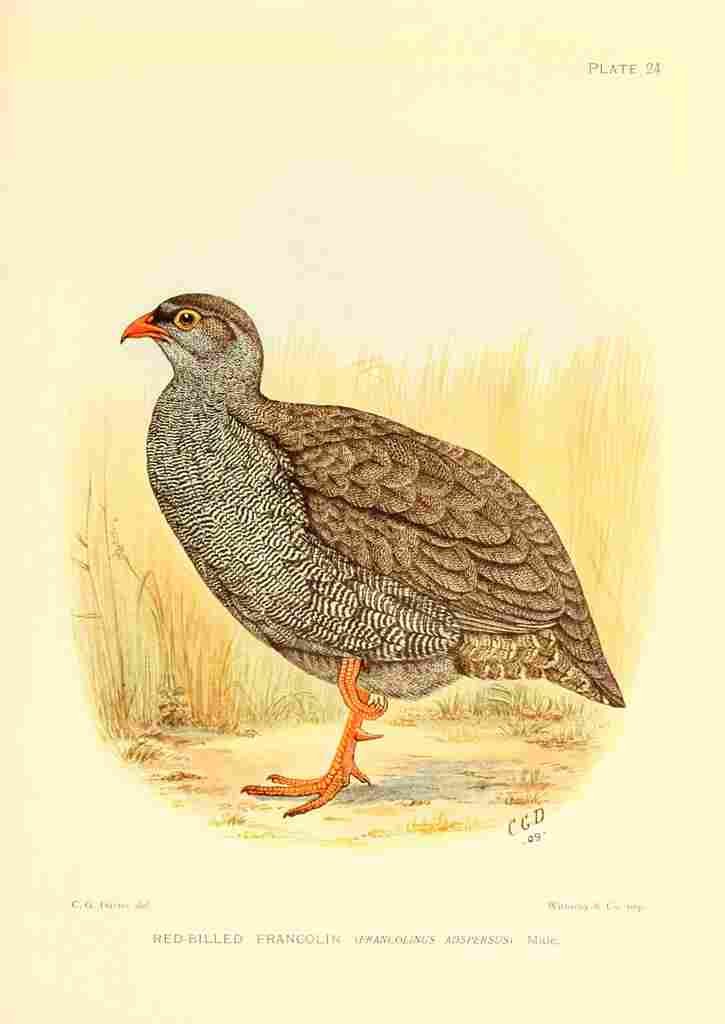 Davis Sergeant Charles S Africa Birds Red billed Francolin A4 Photo Print