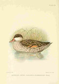 Davis Sergeant Charles S Africa Birds Red billed Pintail A4 Photo Print