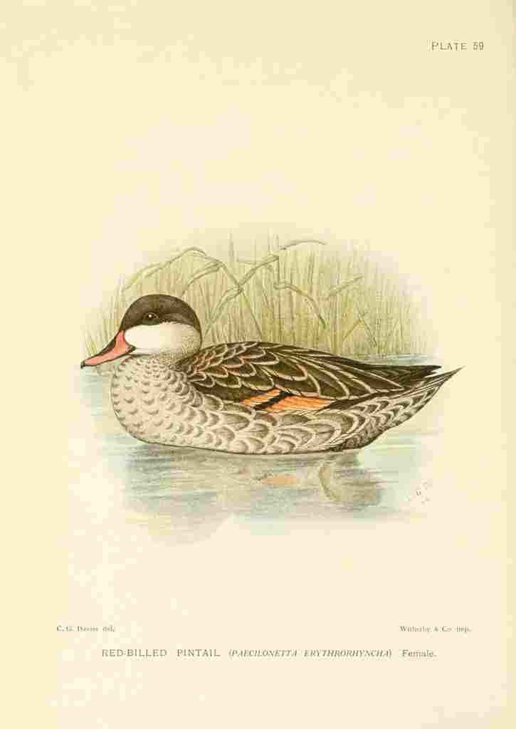 Davis Sergeant Charles S Africa Birds Red billed Pintail A4 Photo Print