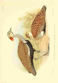 Davis Sergeant Charles S Africa Birds Red crested Knorhaan A4 Photo Print