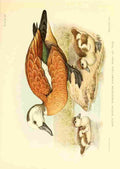 Davis Sergeant Charles S Africa Birds S African Sheld drake & young A4 Photo Print