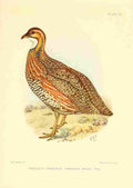 Davis Sergeant Charles S Africa Birds Shelleys Francolin A4 Photo Print
