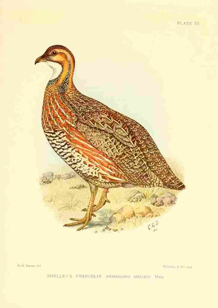 Davis Sergeant Charles S Africa Birds Shelleys Francolin A4 Photo Print