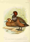 Davis Sergeant Charles S Africa Birds South African Pochard A4 Photo Print