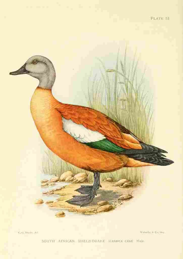 Davis Sergeant Charles S Africa Birds South African Sheld drake A4 Photo Print