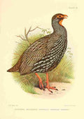 Davis Sergeant Charles S Africa Birds Southern Red necked Francolin A4 Photo Print