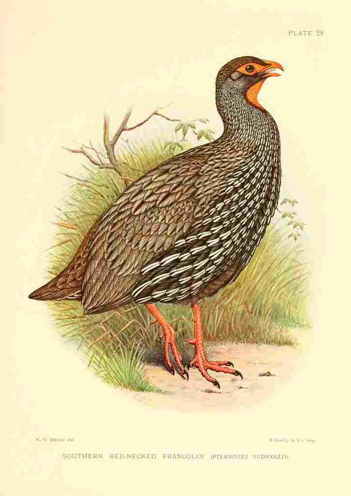 Davis Sergeant Charles S Africa Birds Southern Red necked Francolin A4 Photo Print