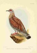 Davis Sergeant Charles S Africa Birds Speckled Pigeon A4 Photo Print