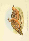 Davis Sergeant Charles S Africa Birds Spotted Sandgrouse A4 Photo Print