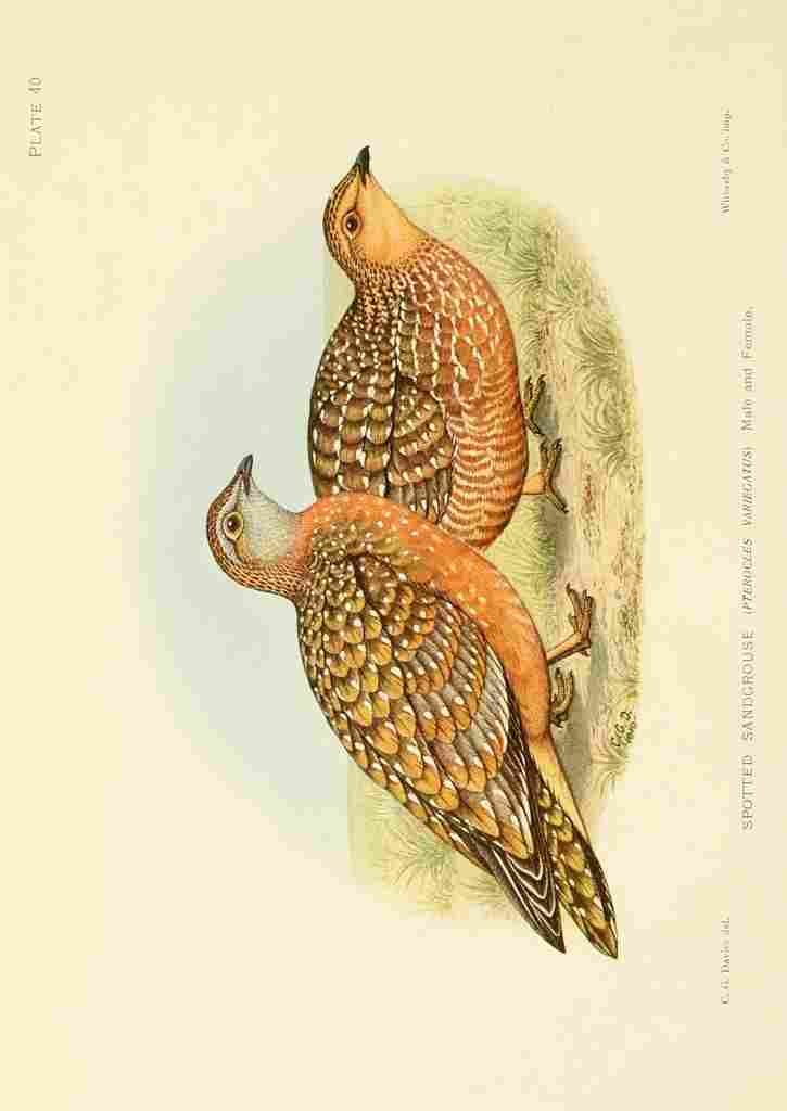 Davis Sergeant Charles S Africa Birds Spotted Sandgrouse A4 Photo Print