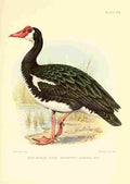 Davis Sergeant Charles S Africa Birds Spur winged Goose 2 A4 Photo Print