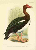 Davis Sergeant Charles S Africa Birds Spur winged Goose 3 A4 Photo Print