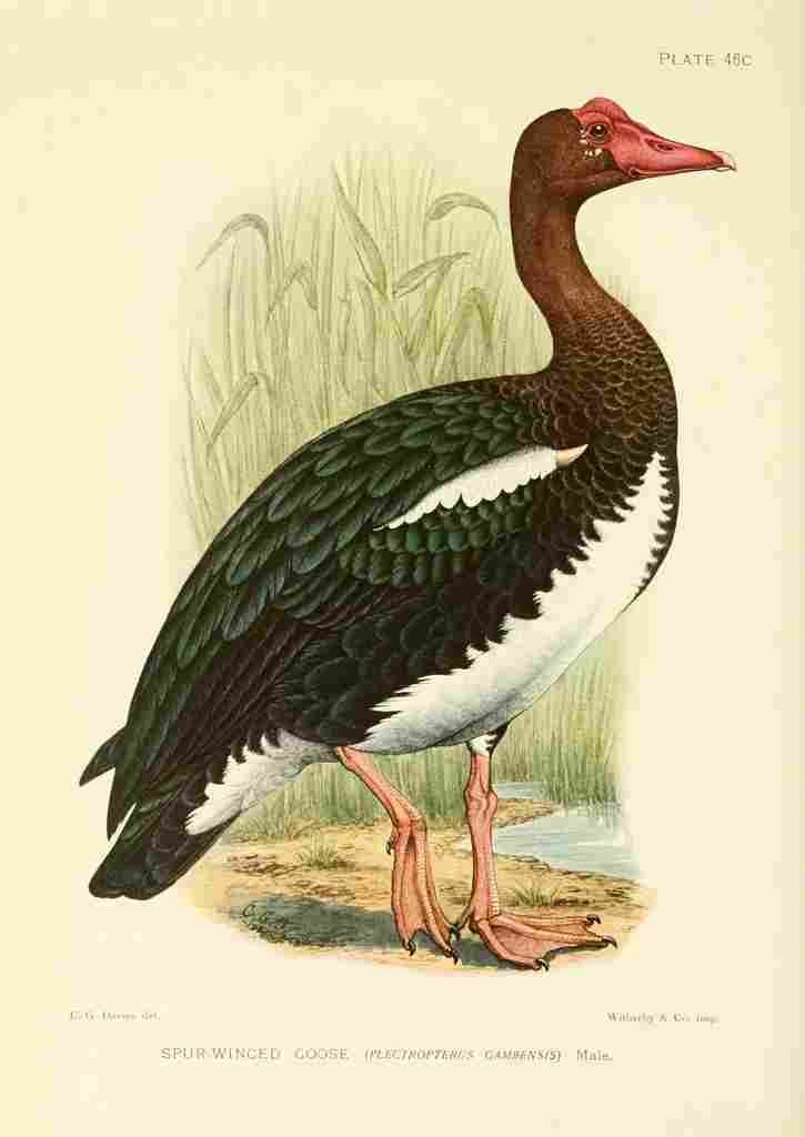 Davis Sergeant Charles S Africa Birds Spur winged Goose 3 A4 Photo Print