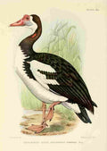 Davis Sergeant Charles S Africa Birds Spur winged Goose A4 Photo Print