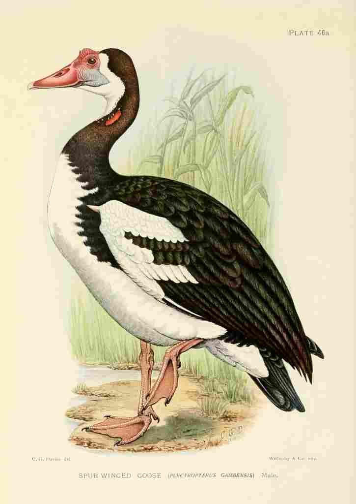 Davis Sergeant Charles S Africa Birds Spur winged Goose A4 Photo Print