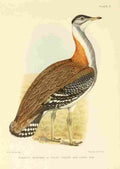 Davis Sergeant Charles S Africa Birds Stanley Bustard A4 Photo Print