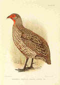 Davis Sergeant Charles S Africa Birds Swainsons Francolin A4 Photo Print