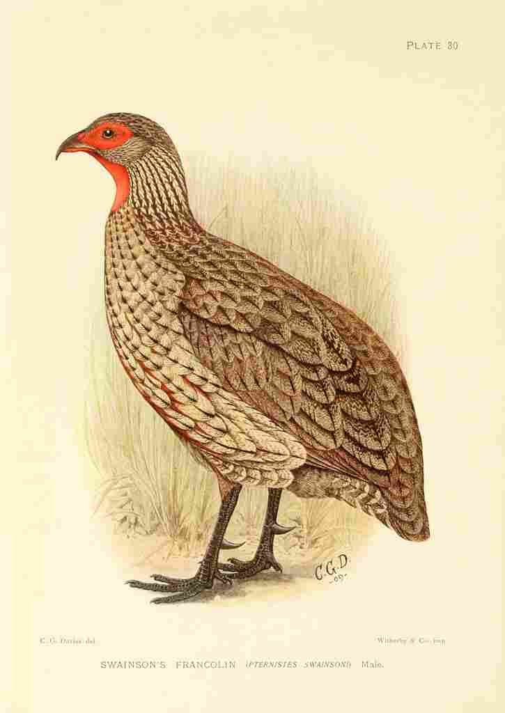 Davis Sergeant Charles S Africa Birds Swainsons Francolin A4 Photo Print
