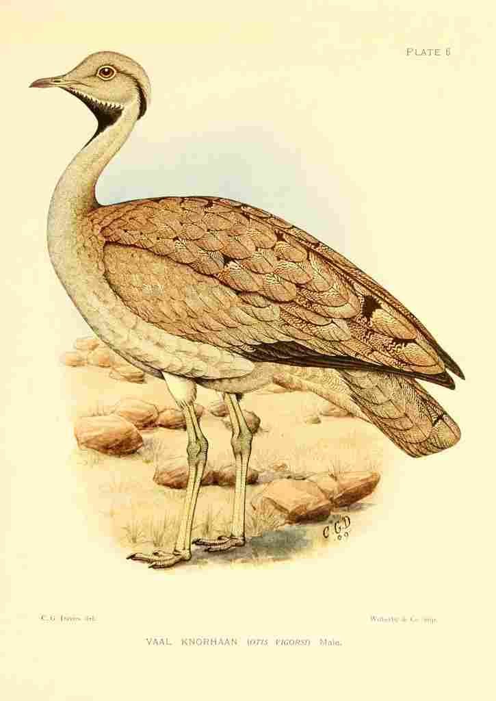 Davis Sergeant Charles S Africa Birds Vaal Knorhaan A4 Photo Print