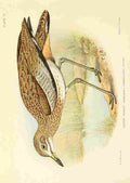 Davis Sergeant Charles S Africa Birds Water Dikkop A4 Photo Print
