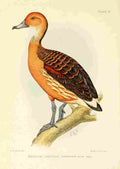 Davis Sergeant Charles S Africa Birds Whistling Tree duck A4 Photo Print