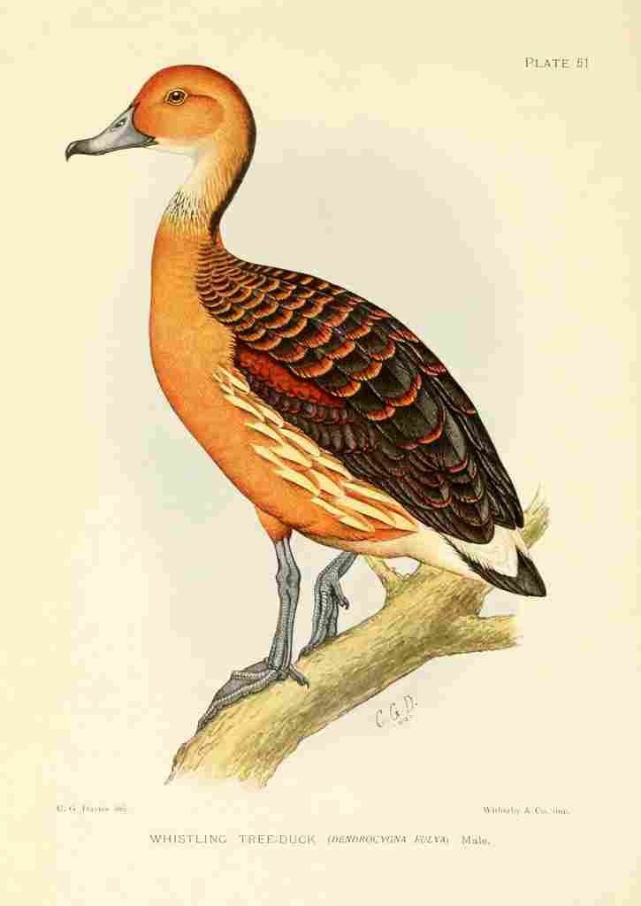 Davis Sergeant Charles S Africa Birds Whistling Tree duck A4 Photo Print