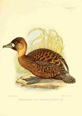 Davis Sergeant Charles S Africa Birds White backed Duck A4 Photo Print