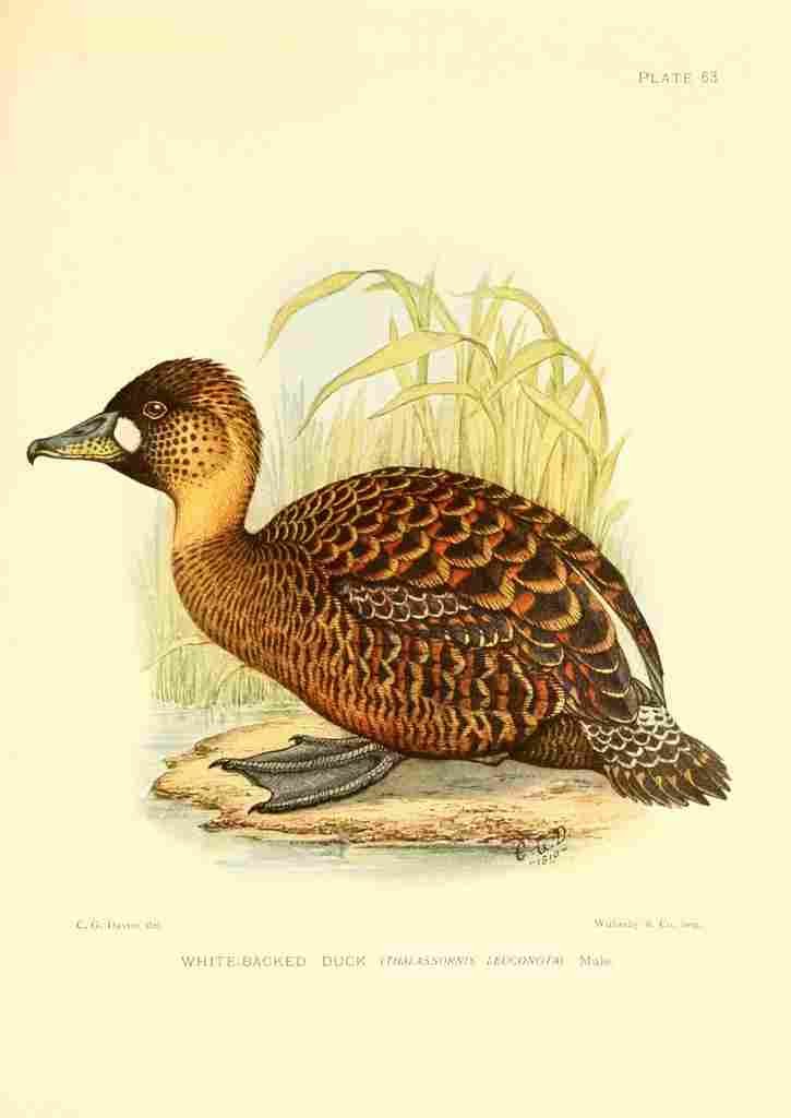 Davis Sergeant Charles S Africa Birds White backed Duck A4 Photo Print