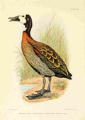 Davis Sergeant Charles S Africa Birds White faced Tree Duck A4 Photo Print