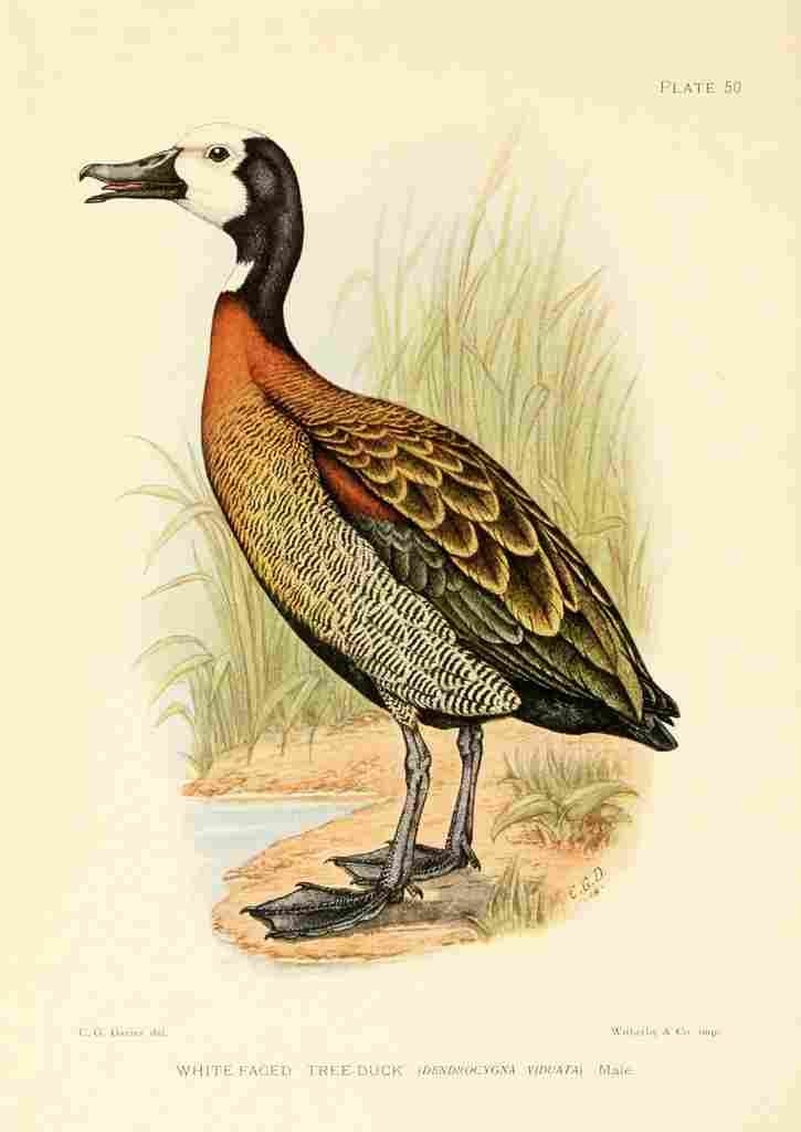Davis Sergeant Charles S Africa Birds White faced Tree Duck A4 Photo Print