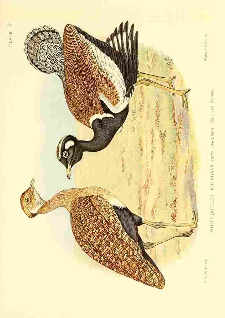 Davis Sergeant Charles S Africa Birds White quilled Knorhaan A4 Photo Print
